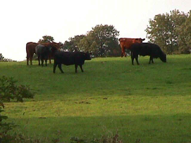 Grazing land - East Galway