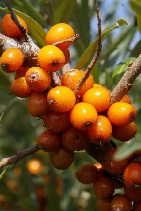 Sea Buckthorn